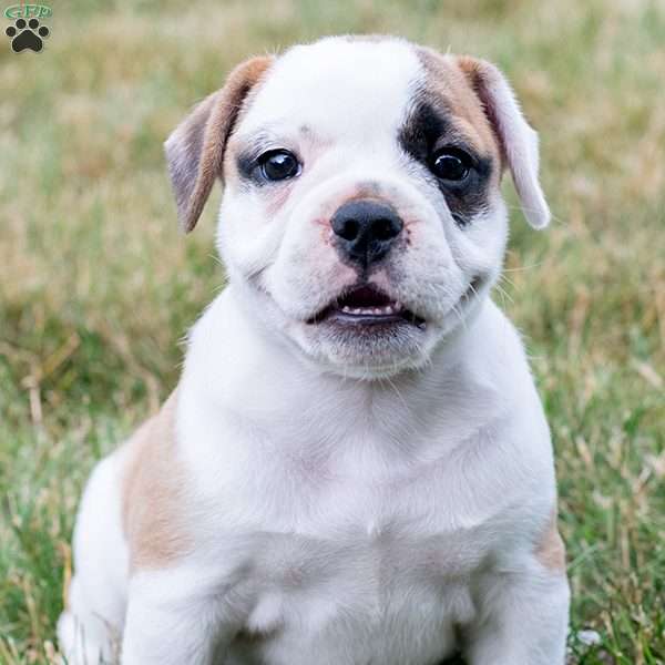 Commet, French Bulldog Mix Puppy